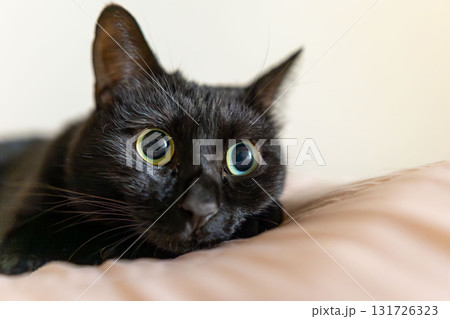 黒猫 131726323