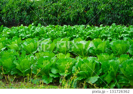 The green plantation of Chinese cabbage, Chinese cabbage, used as food 131726362