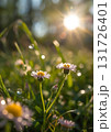 野原に咲く花々 131726401
