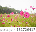 【長野】治部坂高原 コスモスガーデン③ 131726417