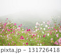 【長野】治部坂高原 コスモスガーデン② 131726418