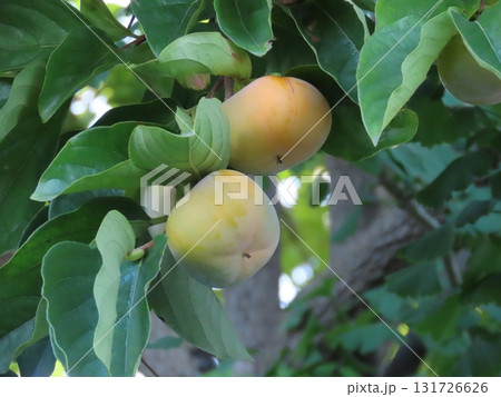 熟してきた柿の実のクローズアップ写真 131726626