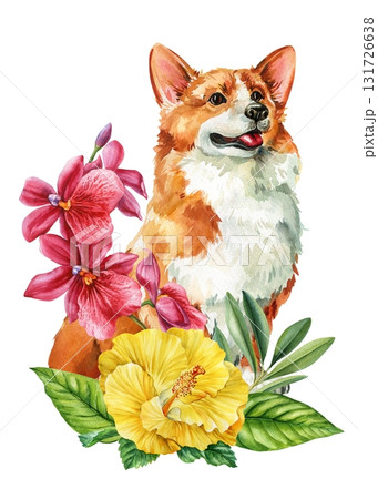 Corgi Dog with Yellow Hibiscus and Orchid Flowers Watercolor Illustration isolated on white for animal design Corgi Dog with Yellow Hibiscus and Orchid Flowers Watercolor Illustration isolated on white for animal design 131726638