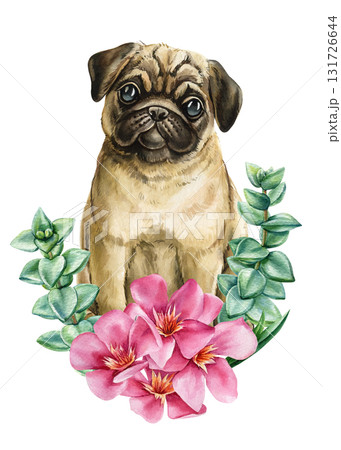 Pug Dog with Pink Oleander and Eucalyptus Watercolor Illustration adorable pet isolated background for cute animal design 131726644