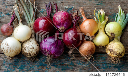 growing onion bulbs: different varieties 131726646
