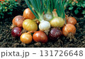 growing onion bulbs: different varieties 131726648