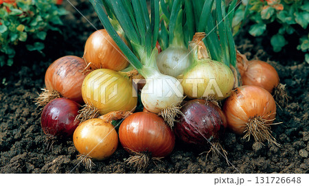 growing onion bulbs: different varieties 131726648