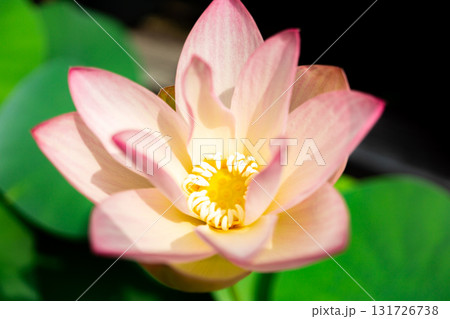 新緑の常寂光寺　境内に咲く蓮の花（蓮華）小倉百人一首編纂の地（藤原定家の小倉山荘「時雨亭」の地） 131726738