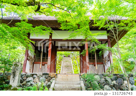 新緑の常寂光寺　仁王門と青もみじ　京都嵯峨小倉山小倉町（藤原定家の小倉山荘「時雨亭」の地） 131726743
