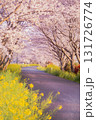 満開の桜並木と菜の花が咲 131726774