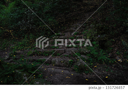 宝満山のヒメボタル 131726857