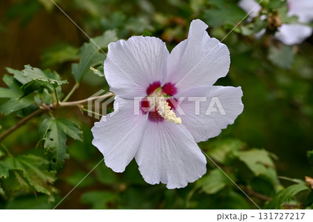 白いムクゲの花 131727217