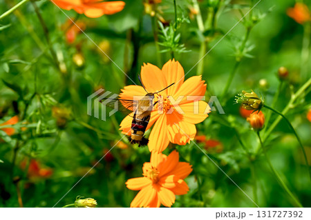 オオスカシバ 131727392