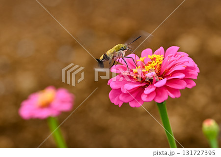 オオスカシバ オオスカシバ 131727395