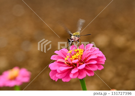 オオスカシバ 131727396