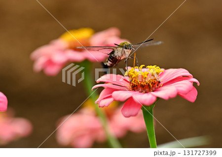 オオスカシバ 131727399