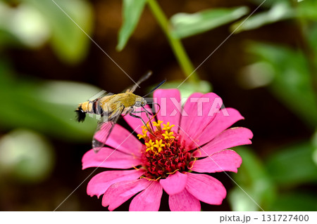 オオスカシバ 131727400