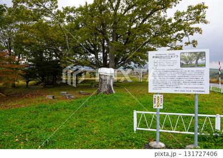 二本になった三本ナラの木 131727406