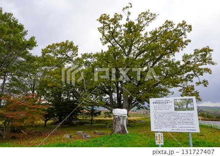 二本になった三本ナラの木 二本になった三本ナラの木 131727407