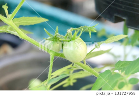 Unripe Green Tomatoes Growing Naturally on a Healthy Vine 131727959