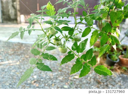 Lush Green Tomato Plant Growing Outdoors in a Sunny Garden 131727960