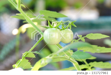 Close-up of Two Unripe Green Tomatoes on Fuzzy Vine 131727961