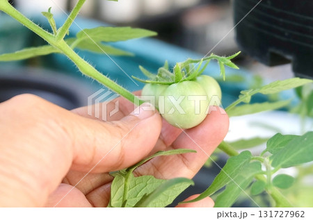 Hand Touching Unripe Green Tomatoes on Organic Garden Vine 131727962