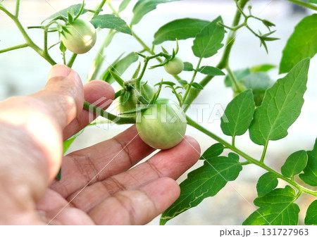 Hand Checking Healthy Unripe Green Tomatoes on a Garden Vine 131727963