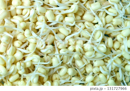 Close-up Fresh Bean Sprouts for Healthy Meal Close-up Fresh Bean Sprouts for Healthy Meal 131727966