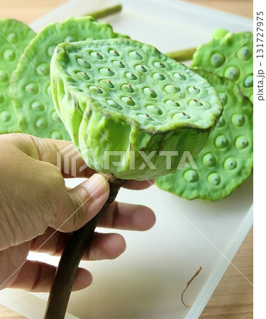 Hand Holding Fresh Lotus Seed Pods for Snack Hand Holding Fresh Lotus Seed Pods for Snack 131727975