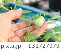 Hand Touching Unripe Green Tomatoes on Organic Garden Vine 131727979