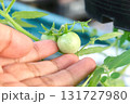 Hand Touching Unripe Green Tomatoes on Organic Garden Vine 131727980