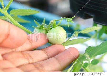 Hand Touching Unripe Green Tomatoes on Organic Garden Vine 131727980