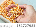 Hand Scooping Dried Golden Popcorn Kernels for Snack 131727983