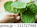 Hand Holding Fresh Edible Lotus Seed Pods 131727988