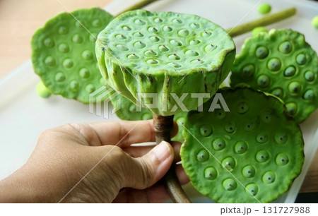 Hand Holding Fresh Edible Lotus Seed Pods Hand Holding Fresh Edible Lotus Seed Pods 131727988