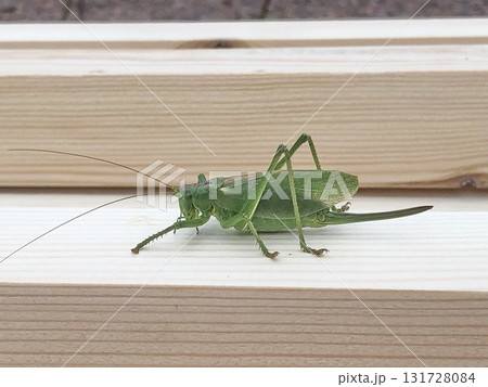 green grasshopper green grasshopper 131728084