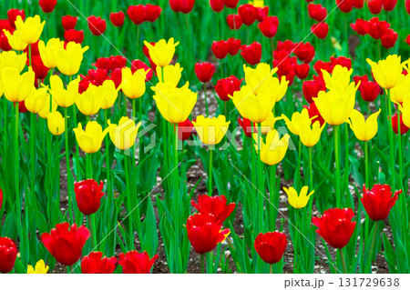 Field of red and yellow tulips 131729638