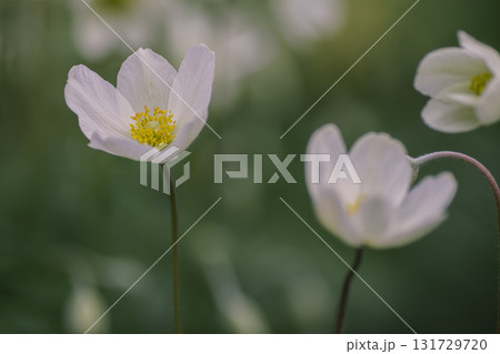 White anemone flowers in the garden 131729720