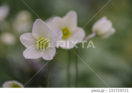 White anemone flowers in the garden 131729721