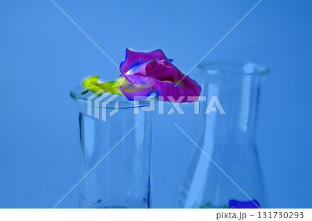 Butterfly pea herb in tube for experiments biology in the laboratory . 131730293