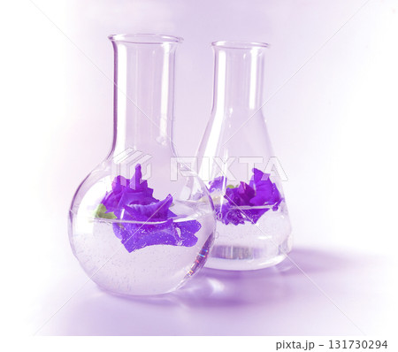 Butterfly pea herb in tube for experiments biology in the laboratory . Butterfly pea herb in tube for experiments biology in the laboratory . 131730294