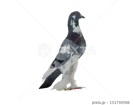 graceful pigeon ( English Pouter) isolated on white background graceful pigeon ( English Pouter) isolated on white background 131730506