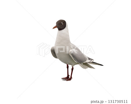 Black-headed Gull isolated on white background 131730511