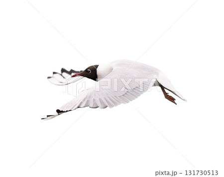 Black-headed Gull in flight isolated on white background Black-headed Gull in flight isolated on white background 131730513