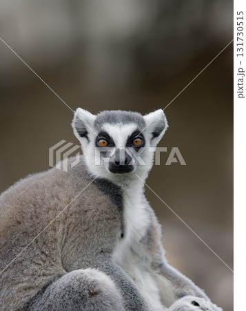 portrait of a lemur on a blurred background portrait of a lemur on a blurred background 131730515