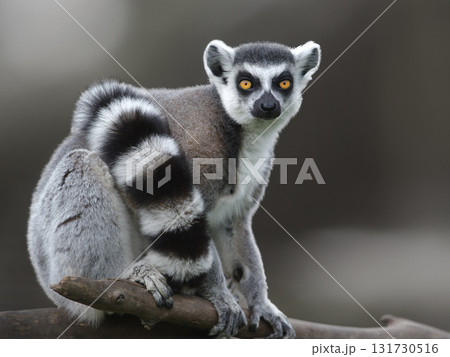 portrait of a lemur on a blurred background portrait of a lemur on a blurred background 131730516