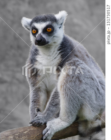 portrait of a lemur on a blurred background portrait of a lemur on a blurred background 131730517