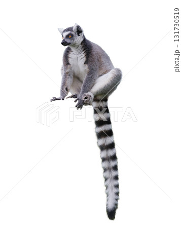 lemur sitting isolated on white background 131730519