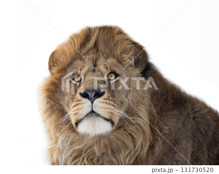 Portrait of a lion isolated on white background 131730520